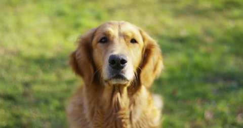 Portrait of a beautiful Golden Retriever dog with a pedigree and a good coat just brushed.. The dog purebred is surrounded by greenery and looks camera.Concept beauty, softness, pedigree.