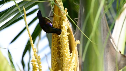 Beautiful bird drinking sweet from coconut flower,nature concept. Brown-throated Sunbird ( Anthreptes malacensis ) ,female mature and colourful feather enjoying sweet in summer time.

