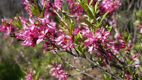 Pink flowers of almond bush (Prunus tenella). Close up video blossom in spring park
