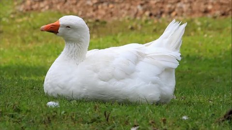 Funny White Duck On Meadow 库存影片视频 100 免版税 Shutterstock Funny White Duck On Meadow 库存影片视频 100 免版税 Shutterstock