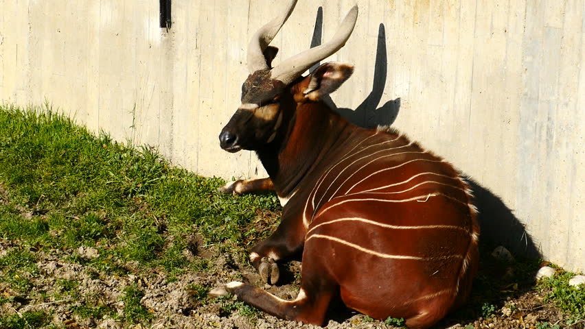 Bongo resting. Shot at Zoo Madrid in December 2016.