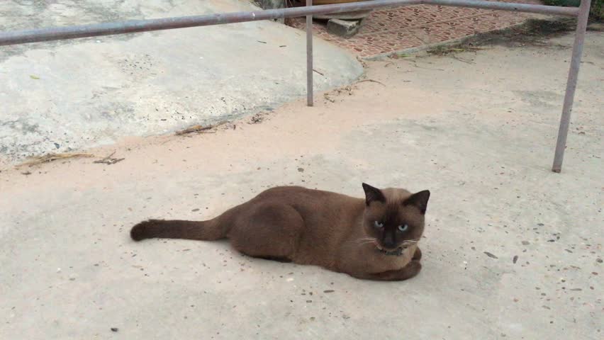 Cat lying on road
