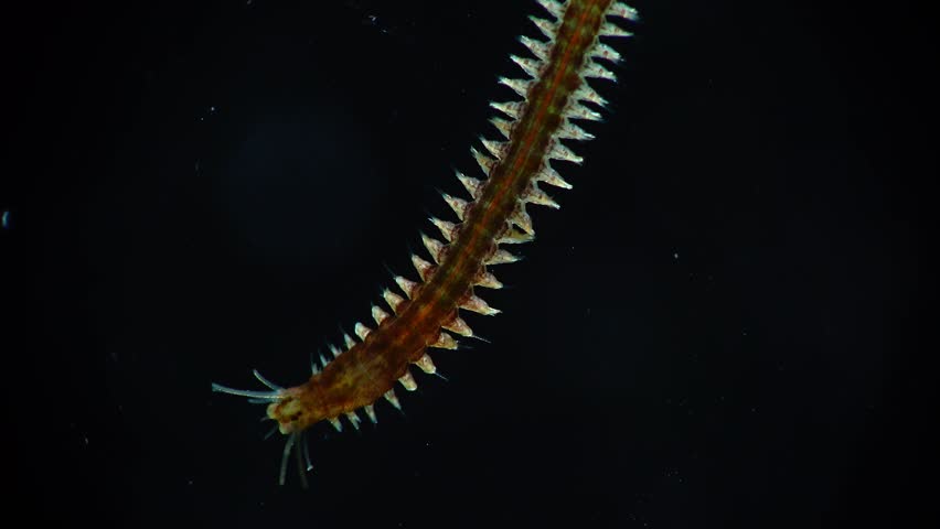 marine polychaete worm nereis Stock Footage Video (100% Royalty-free ...