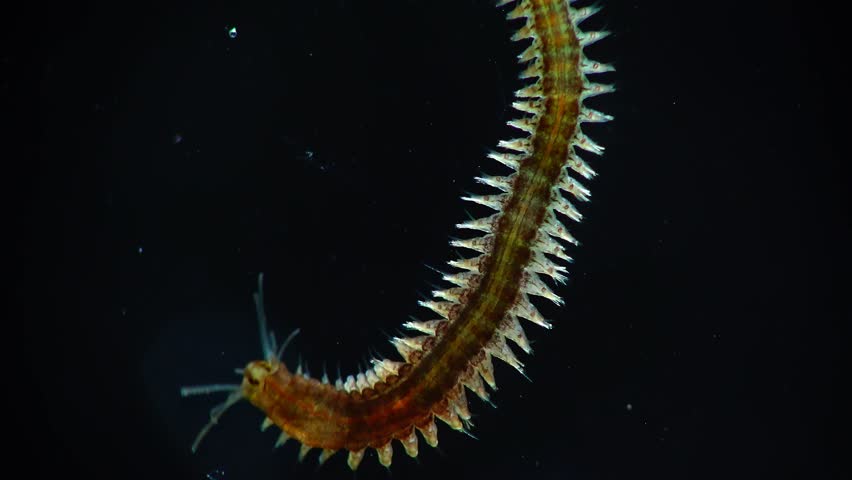 Marine Polychaete Worm Nereis Stock Footage Video 100 Royalty Free 22 Shutterstock