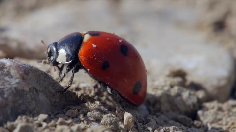 ladybug standing and walking on a rocky underground, cleaning itself, super close up macro shot 