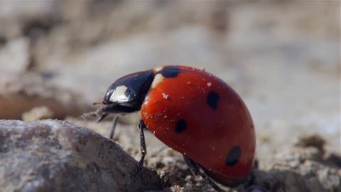 ladybug standing and walking on a rocky underground, cleaning itself, super close up macro shot 