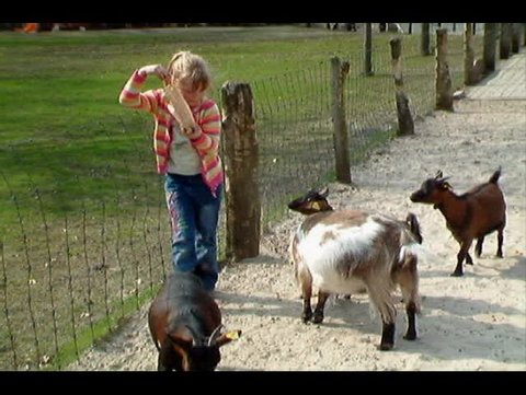 Girl almost attacked by goats