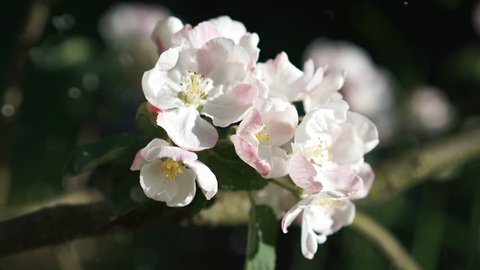 Apple tree blossom in sunny spring day