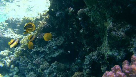 Red Sea Racoon Butterflyfish (Chaetodon fasciatus), Masked butterfly (Chaetodon semilarvatus) and Red Sea Bannerfish (Heniochus intermedius) stand next to coral reef