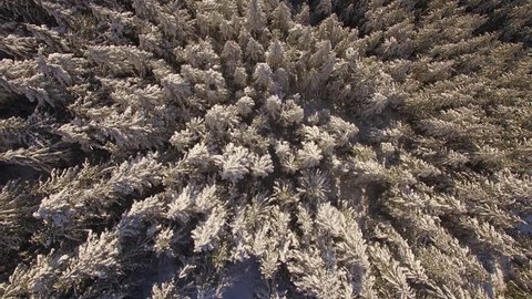 Helicopter Shot Above Mountain Forest Tree Tops Dusted with Winter Snow