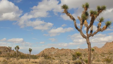 Time Lapse of Desert Terrain - Joshua Tree National Park
