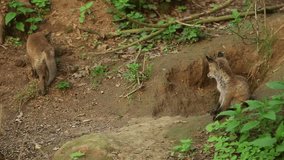 red fox, vulpes vulpes, Czech republic, wildlife