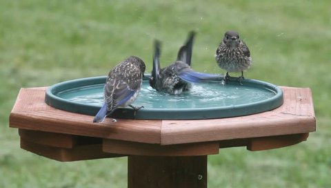 Juvenile Eastern Bluebirds (Sialia sialis) in a bird bath