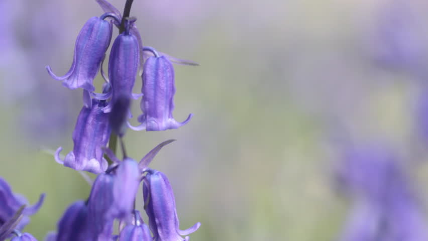 Bluebell Close-Up
