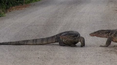 Two Asian Water Monitor lizards (Varanus salvator), are bloated due to the abundance of large fish to eat. They try to have a Territorial fight (or sex) but quickly give up and go their own ways.