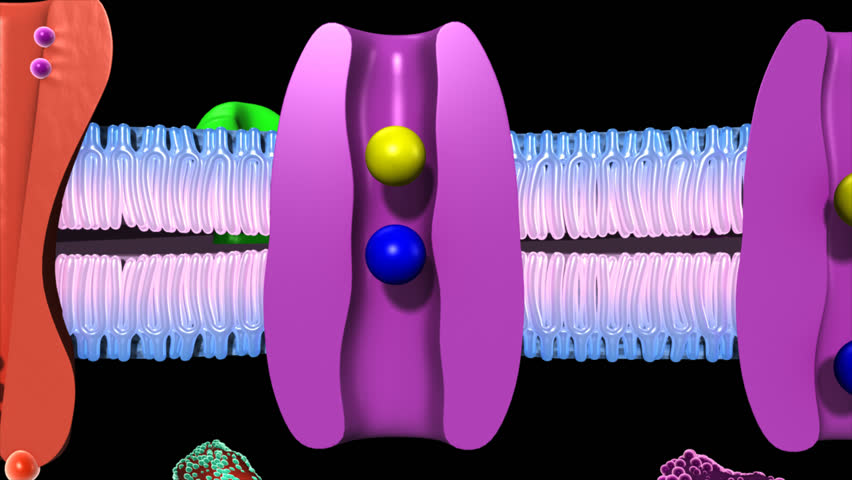 active-transport-human-cell-stock-footage-video-100-royalty-free