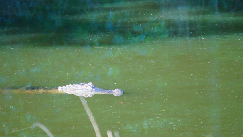 American Alligator in Georgia swamp