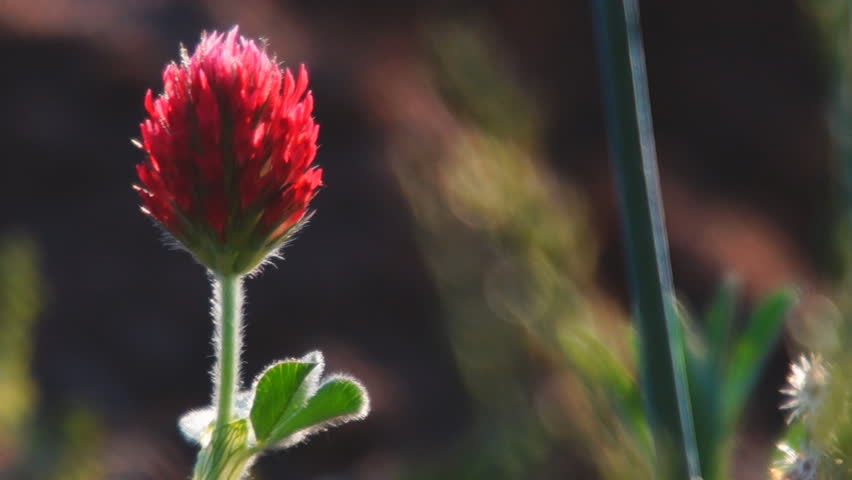 Crimson Clover blooming in spring