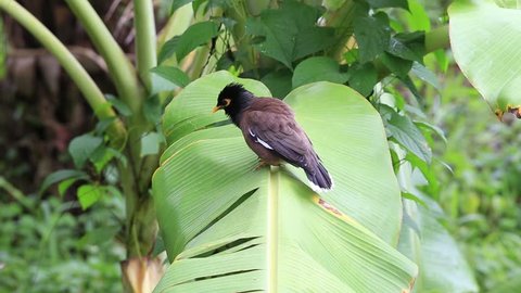 Bird hill mynah sits on a green palm leaf , Gracula religiosa bird, the most intelligent bird in the world. Close up