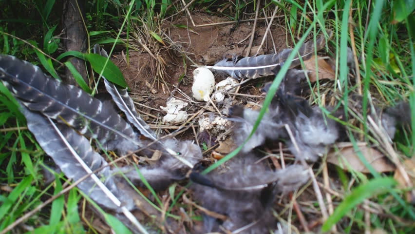 Wild Turkey hen and nest destroyed by predator.