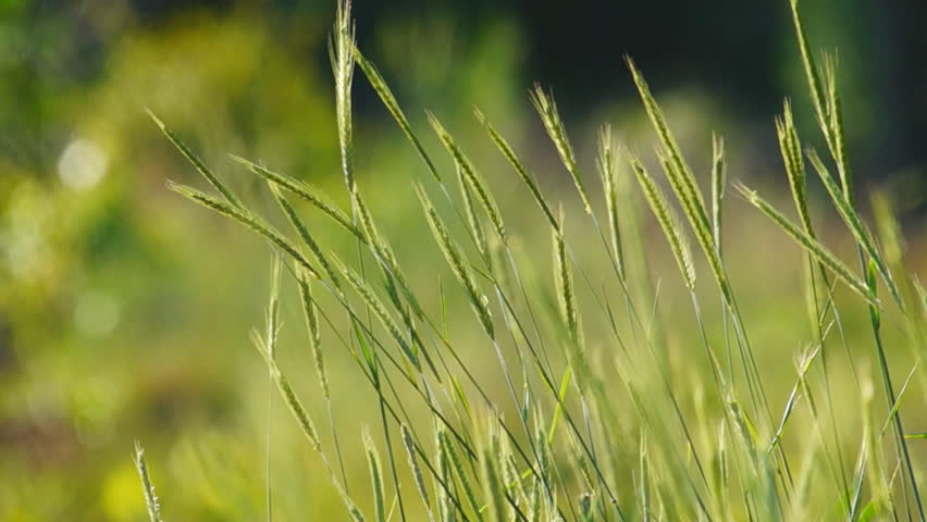 Green barnyard grass waving, slow motion, 1/2 natural speed