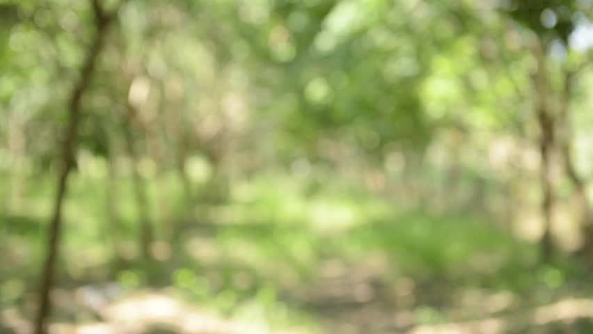 Green Nature Background,blurred Abstract Bokeh Stock Footage Video (100