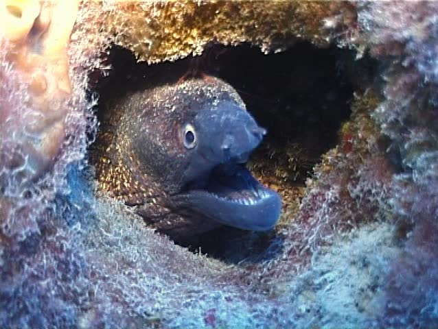 A Muraena Helena in its hole and a prown on it. Shot captured in the wild in the Mediterranean Sea (Italy) by 3CCD camcorder.