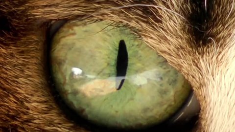 Cat Eye- Movements in Pupil