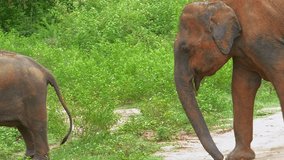 Walking wild elephants in Yala national park in Sri Lanka slow motion video