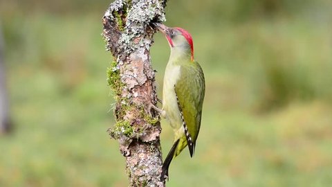 European green woodpecker perched on a branch.
