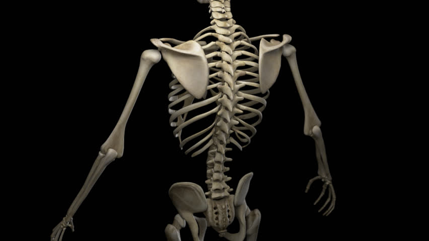 Скелет организации. Скелет. Скелет человека.