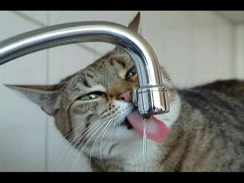 Cat drinking from the water tap