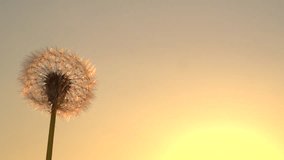 Dandelion. The wind blows away dandelion seeds in the setting sun. Slow motion 240 fps. High speed camera shot. Full HD 1080p.