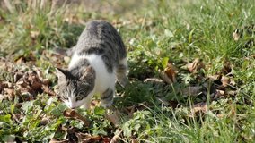 Domestic kitten seeks food in the field 4K 2160p 30fps UHD footage - Felis catus young pet sneaks around in the grass 3840x2160 UltraHD video