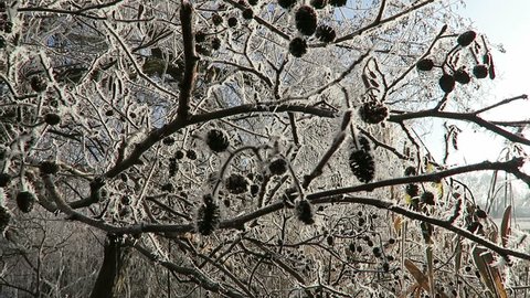 rime frost crystals on alder tree fruits.