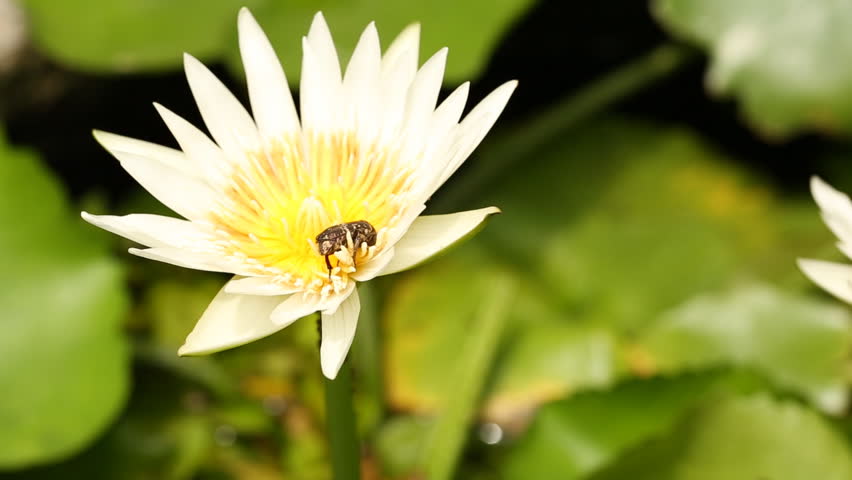 bee and water lily 
