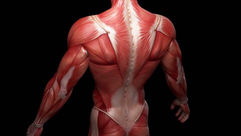 Muscular System complete animation, camera rotation showing all the muscles. 
Complete 3d animation of the muscles of the human male body. Alpha included.