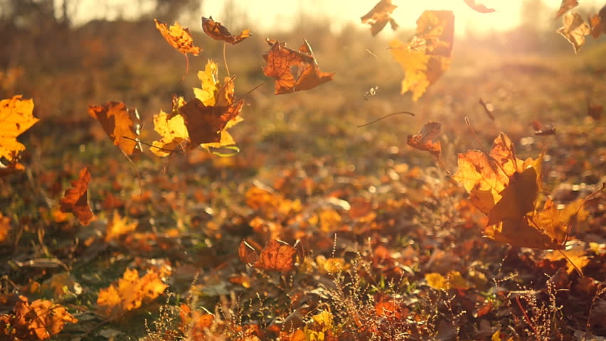 Autumn leaves falling in slow motion and sun shining through fall leaves. Beautiful landscape background. Royalty-Free Stock Footage #22141111