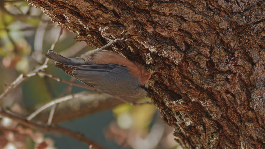 Song bird Eurasian Nuthatch (Sita europaea) on its favorite body position - up side down. | Shutterstock HD Video #22142581