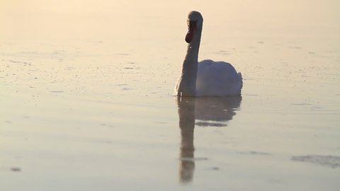 mute swan swims winter morning river in fog,wild bird/mute swan swims winter morning river in fog,wild bird