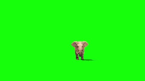 Elephant Walks Front Green Screen