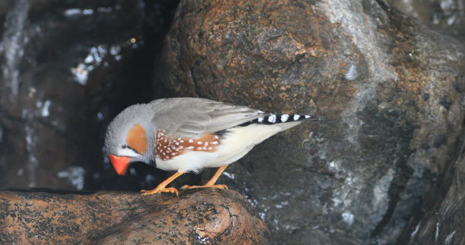 4K UltraHD Zebra Finch, Taeniopygia guttata bathing