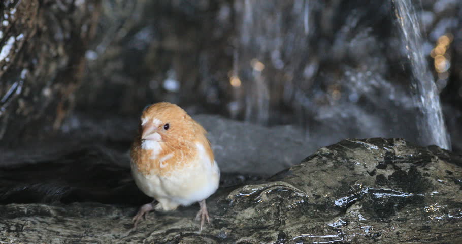 4K UltraHD Society Finch, Lonchura striata domestica in waterfall