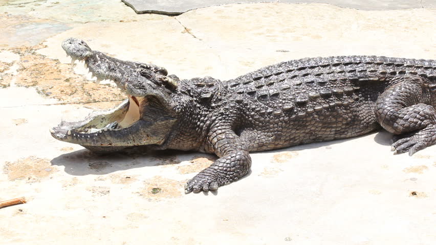 Madman Collect Money Crocodile Mouth Stock Footage Video 100 Royalty Free Shutterstock