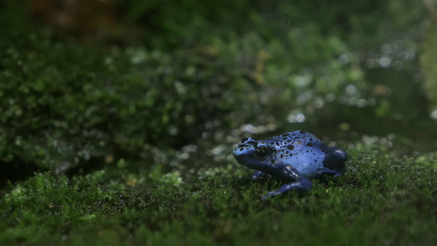 Close-up shot blue poison arrow frog in green terrarium. Species has toxin located in the skin