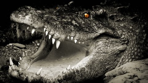 Crocodile With Glowing Eyes Opens Mouth