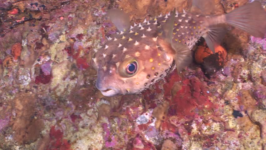 porcupine fish underwater in a shipwreck