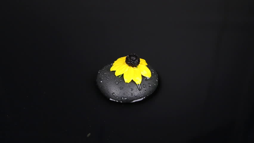 Zoom falling drops of water on a black stone and yellow flower