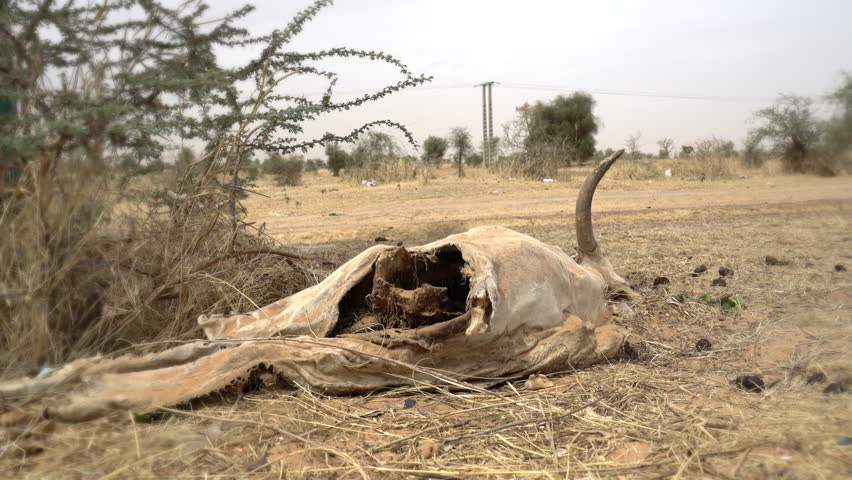 Cow corpse or carcass in the desert - Africa