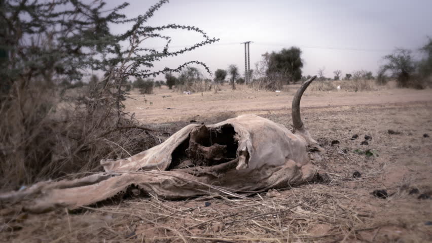 Cow corpse or carcass in the desert - Africa